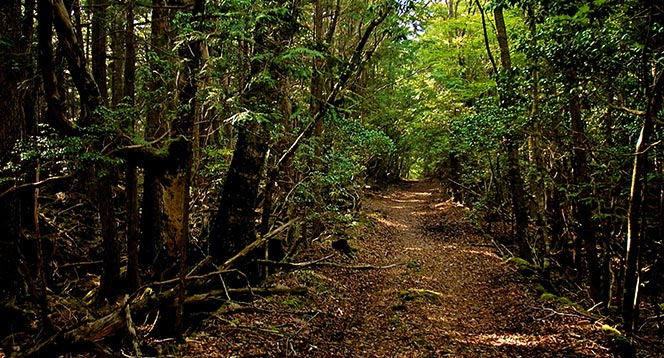 Temný les Aokigahara vydá ročně 8 tuctů mrtvol