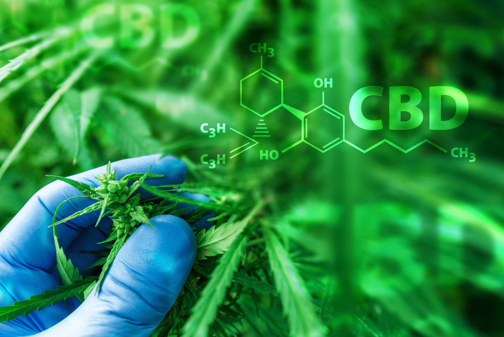 Scientist examining development of Cannabis sativa plant with CBD formula, close up of hand with protective gloves, selective focus
